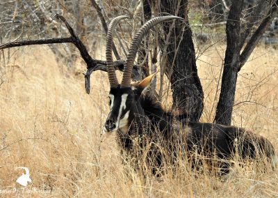 Sable Antelope Bull On The H1-2- Kruger Park