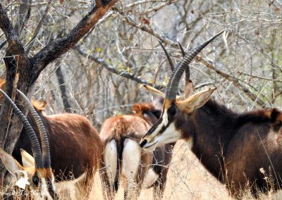 Sable Antelope Female Herd On The H1-2