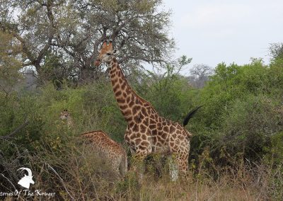Southern Giraffe On Way To Tshokwane