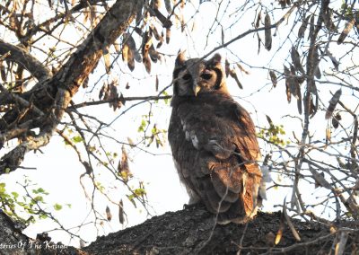 Verreaux's Eagle Owl On The H7 Kruger National Park