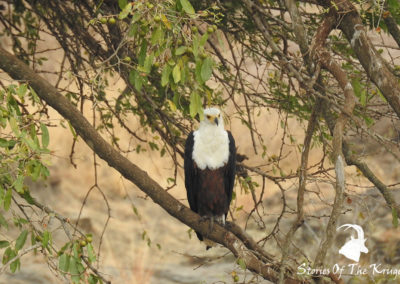 African Fish Eagle On The S25