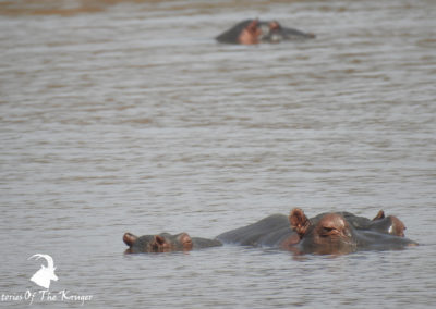 African Hippos At Sunset Dam