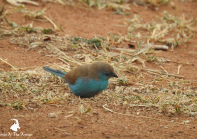 Blue Waxbill In Malelane Camp