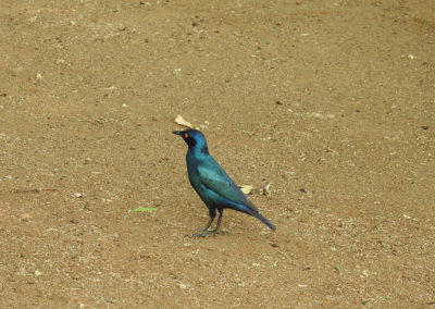 Greater Blue Eared Starling At Tshokwane