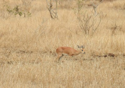 Male Steenbok Satara To Malelane