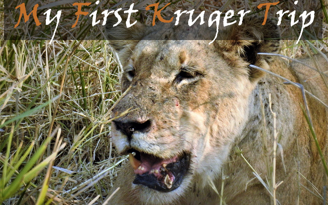 My First Kruger Trip
