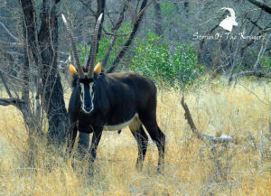 Sable Antelope In The Kruger National Park
