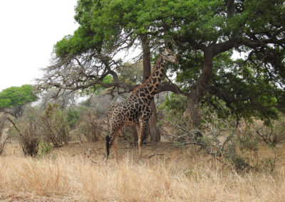 Southern Giraffe On The H10 Kruger