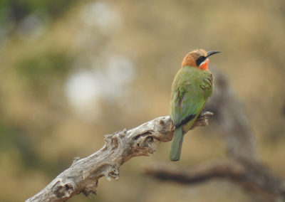 White Fronted Bee Eater Kruger National Park