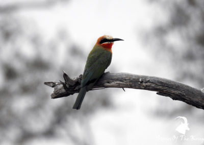 White Fronted Bee Eater On The S25