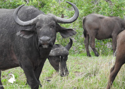 African Buffalo Close To Shingwedzi