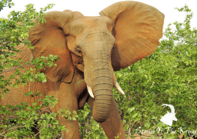 African Elephant After A Dust Bath
