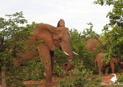 African Elephant Herd Browsing Mopani Shrubs