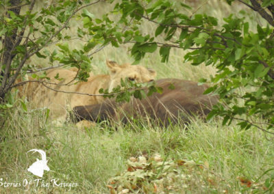 African Lion Kill Buffalo
