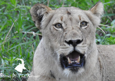 African Lioness In The Kruger National Park