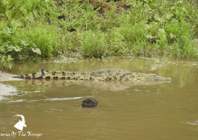 African Nile Crocodile In The Shingwedzi River