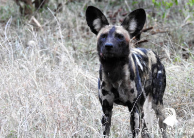 African Wild Dog In The North