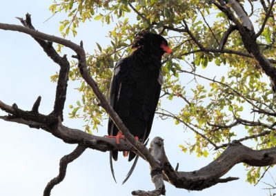 Bateleur Eagle On The Way To Mopani
