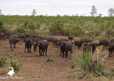 Big Herd Of Buffalo In The Northern Kruger Park