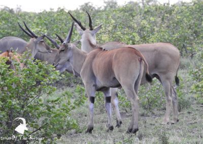 Common Eland Of The Kruger National Park
