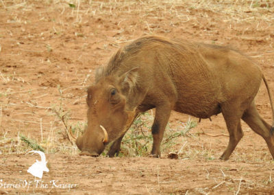 Common Warthog Foraging Close To Pafuri