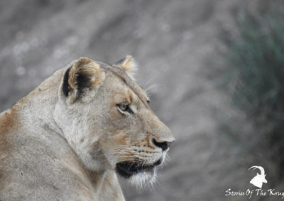 Dzundzwini Lioness