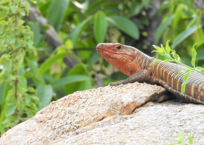 Giant Plated Lizard In The Kruger National Park