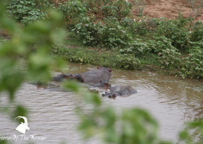 Hippos In The Shingwedzi River