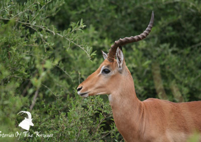 Impala Ram Kruger National Park
