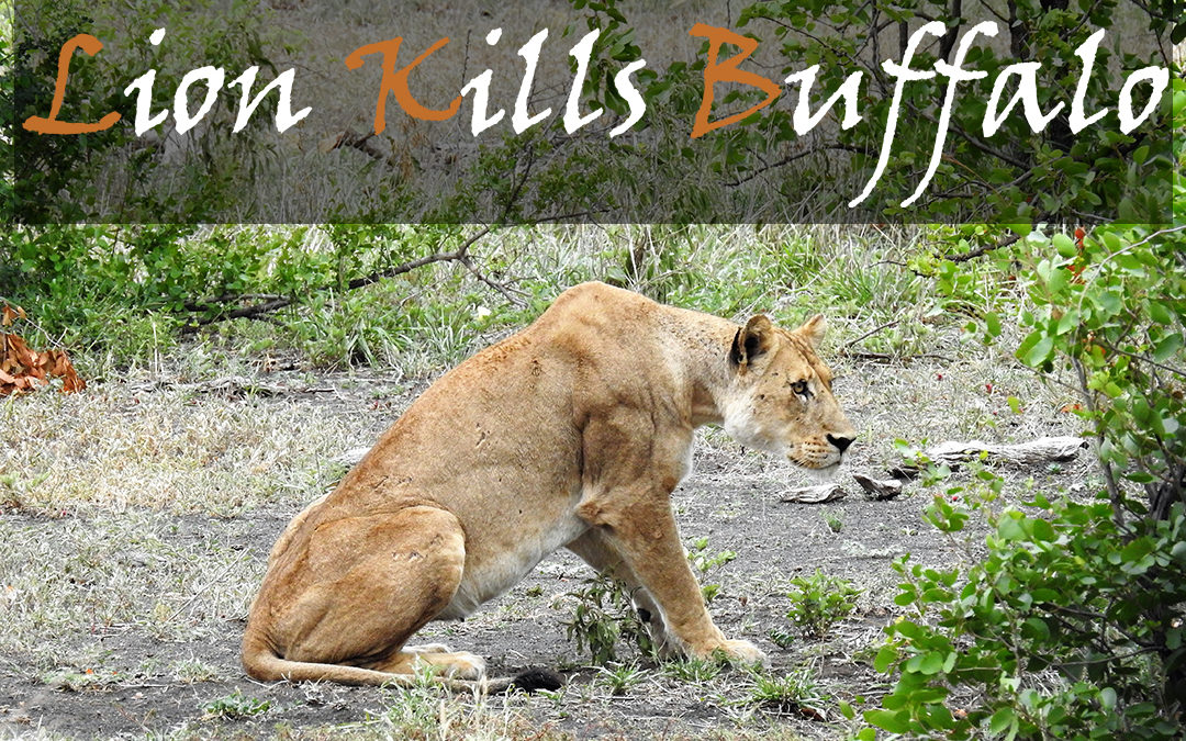 The Lion Kill In The Northern Kruger National Park