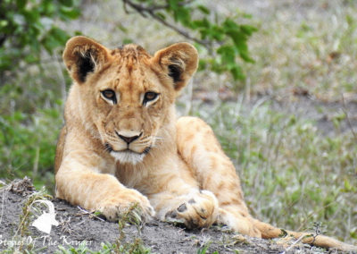 Lion Cub Before Lion Kill