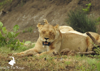 Lion Pride Close To Punda Maria