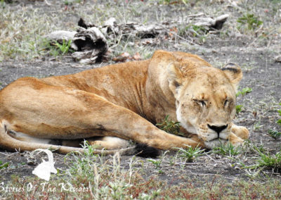 Lioness Sleeping Before Making A Kill