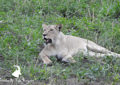 Lions Of The Northern Kruger Park