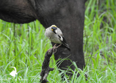 Male Wattled Starling Amongst The Buffalo
