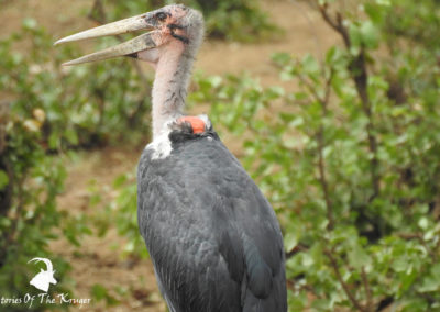 Marabou Stork At Punda Maria Hide