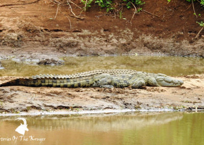 Nile Crocodile On The Luvuvhu River
