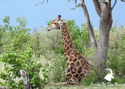 Southern Giraffe Lying Down