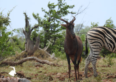 Tsessebe Accompanied By Burchells Zebra