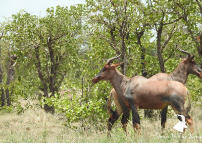 Tsessebe Herd On The Tropic Of Capricorn Loop