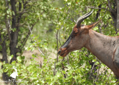 Tsessebe Male On The S143