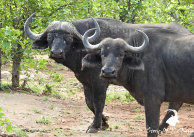Two African Buffaloes In The Mopani Scrub