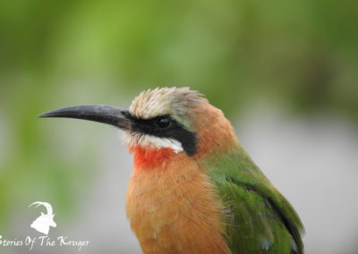 White Fronted Bee Eater On The Banks Of The Shingwedzi