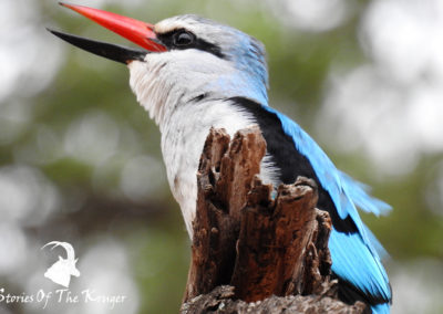 Woodland Kingfisher Calling Close To Pafuri