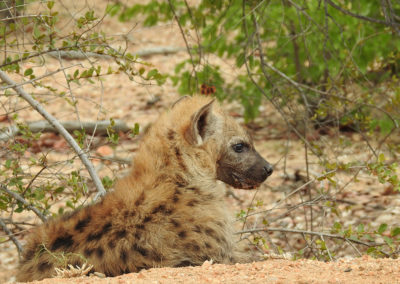 Young Spotted Hyaena Close To Phalaborwa Gate