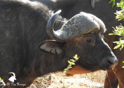 African Buffalo Grazing On The H4-1 Kruger Park