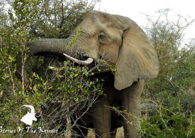 African Elephant Browsing Kruger Park