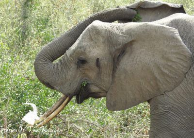 African Elephant On The H4-1 Kruger Park