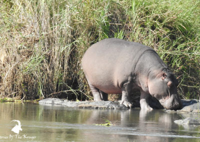 African Hippo Out Of The Water In The Sabie River Kruger Park