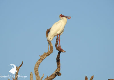 African Spoonbill Perched On Tree At Sunset Dam Kruger Park